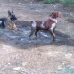 Cualquier charco es bueno para refrescarse siempre que sea junto a Lili